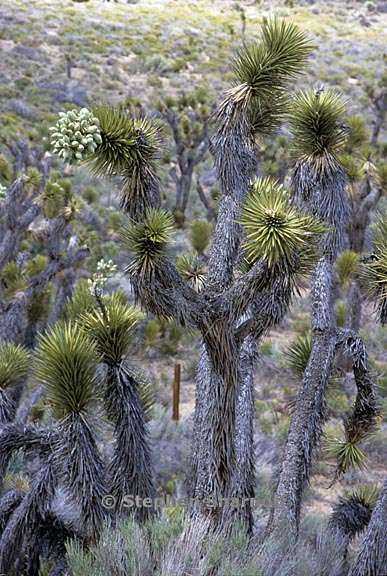 yucca brevifolia 6 graphic